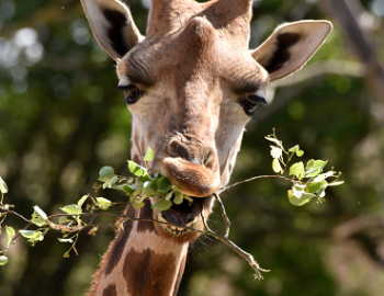 Parc zoologique du bois d'Attilly