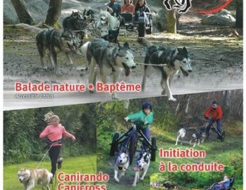 Chiens de traîneaux