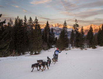 Chiens de traîneaux