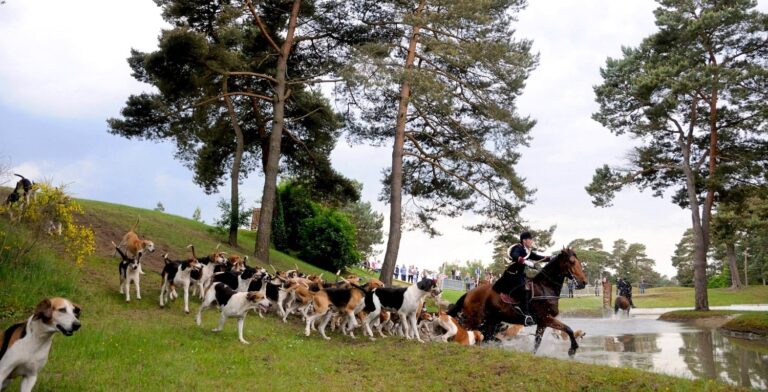 Nature et vénerie en fête