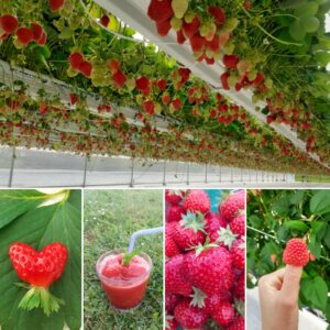 La Fraiseraie de la Ferlandière