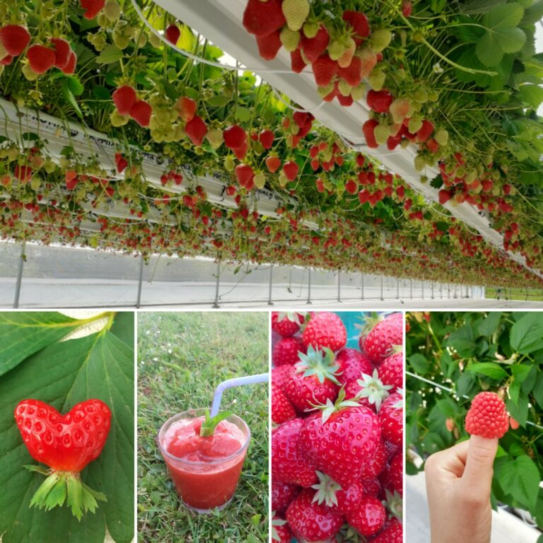 La Fraiseraie de la Ferlandière