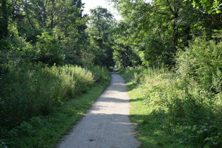 Chemin des roses à Soignolles-en-Brie