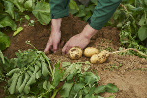 La Cueillette de La Grange