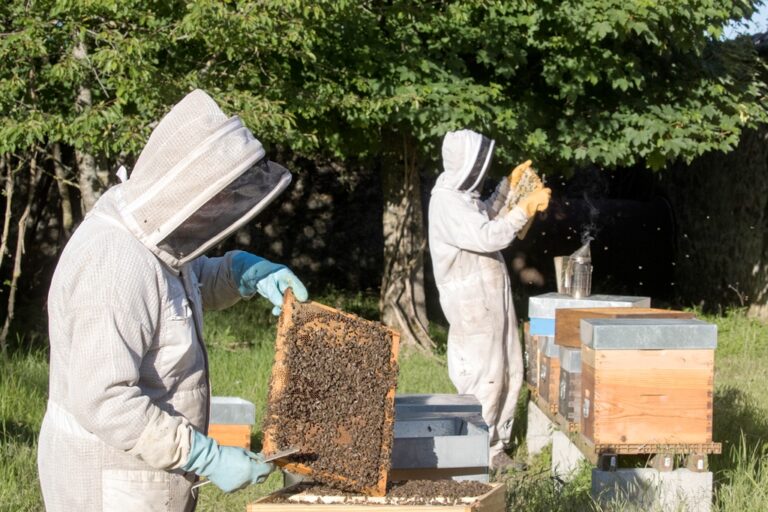 Rucher Or de la Vallée