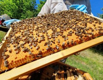 Rucher Or de la Vallée