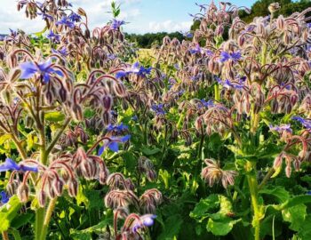 Rucher Or de la Vallée