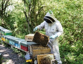 Rucher Or de la Vallée