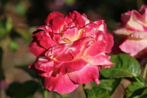 Visites commentées de groupe du Musée de la Rose