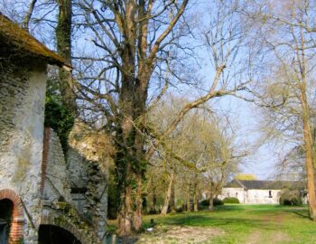 Erable sycomore du Domaine de la Salle