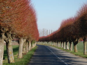 Arbres Remarquables : le Rideau de Tilleuls