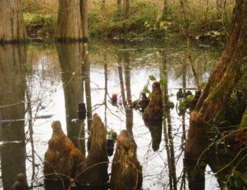 Cyprès Chauves de Féricy