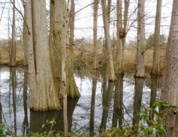 Cyprès Chauves de Féricy