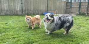 Hôtel Chiens & Chats Le Bois du Roy