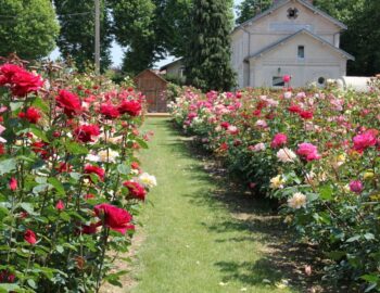 Musée de la Rose