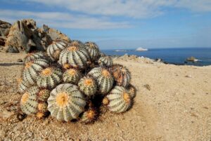 Association de Recherche et d’Informations sur les Déserts et Les Succulentes – ARIDES