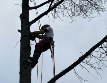 Martin Parcs et Jardins_Évry-Grégy-sur-Yerre