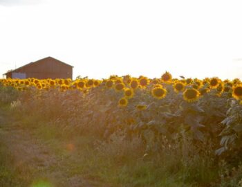 Sandrine Pereira photographie_Valence-en-Brie