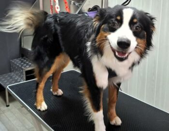 Nola and Co_Toilettage - Champeaux