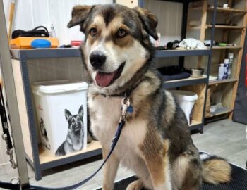 Nola and Co_Toilettage - Champeaux