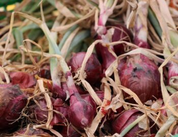Les Paniers de Bérenger_Machault_BIO